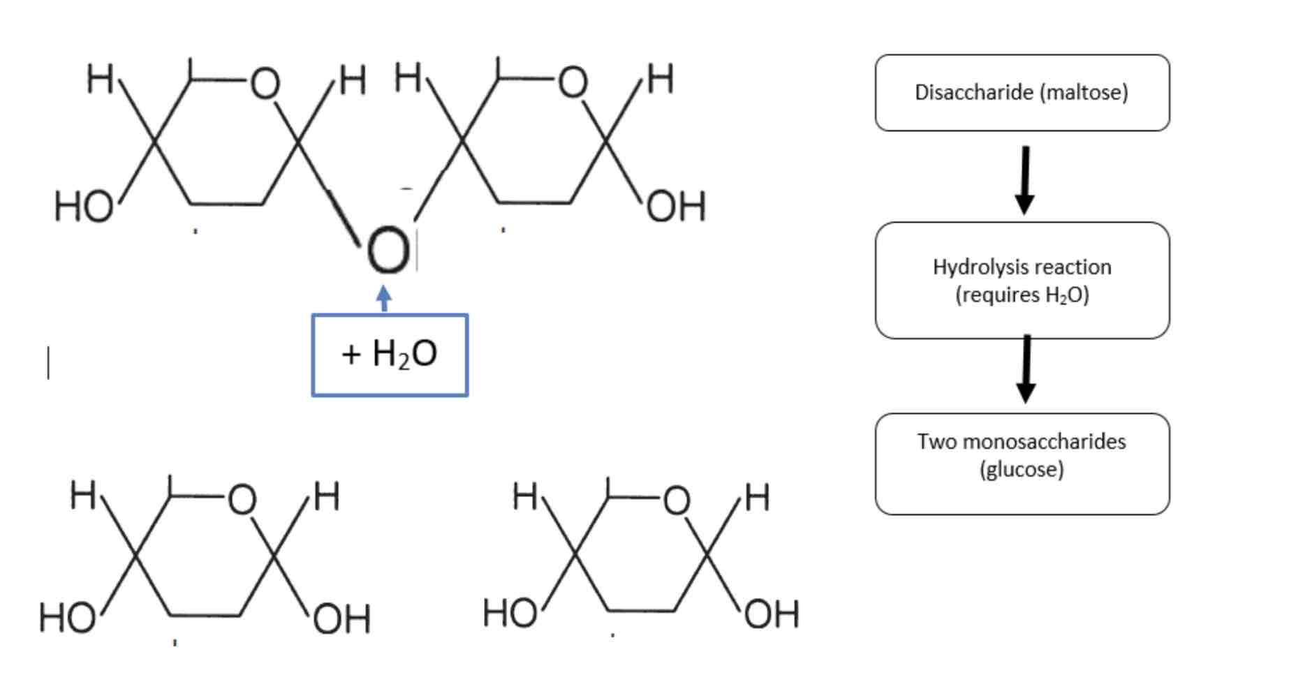 <p>Breaks a chemical bond between two molecules and it involves the use of a water molecule. Eg polymers breaking down</p>