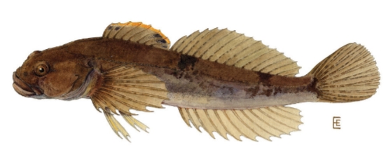 <p>Cottus cognatus</p>