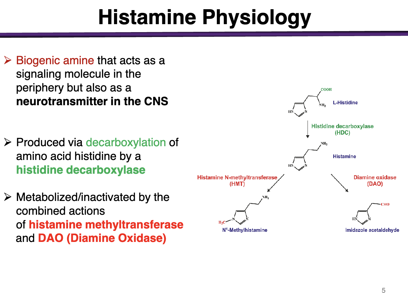 <p>Biogenic amine *test question</p>