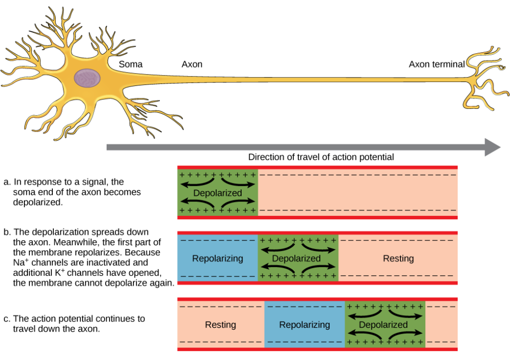 <p>The sodium ions only propagate the local action potential down the axon because the parts behind have already been depolarized and are hyperpolarized in the refractory period (it will not be depolarized again). </p>