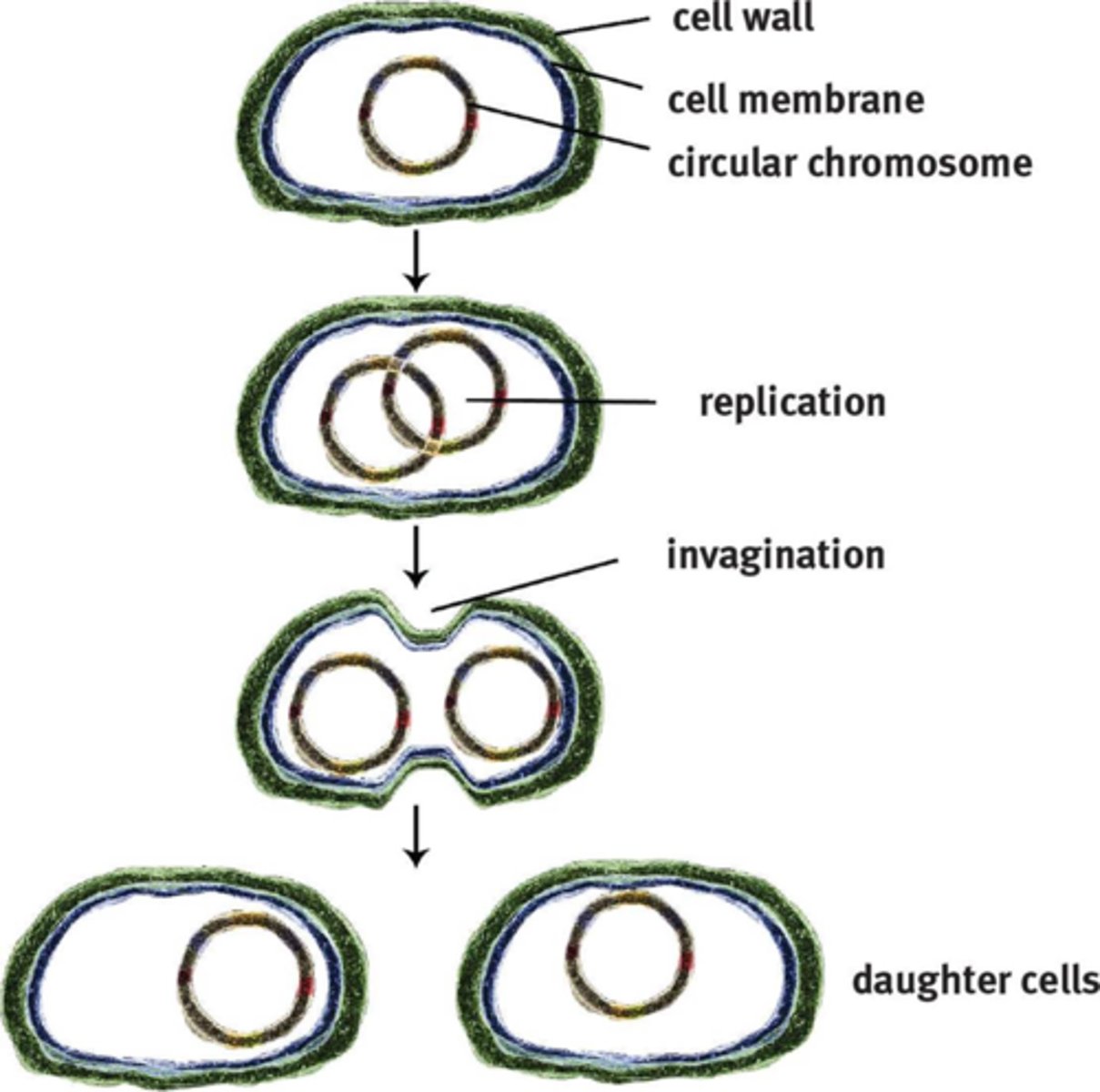 <p><u>Prokaryotic Cells</u></p><p>Asexual reproduction method of prokaryotes.</p>