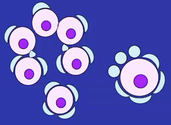 <p>form mid-pregnancy in foetal ovary (humans) or at birth in mice</p><p>structure is A <strong><span>primary oocyte</span></strong> surrounded by a single layer of <strong><span>flattened pre-granulosa cells</span></strong>.</p><p>The <span><strong><span>zona pellucida</span></strong></span> — a glycoprotein layer that persists around the egg even after ovulation.</p><p>&nbsp;</p>