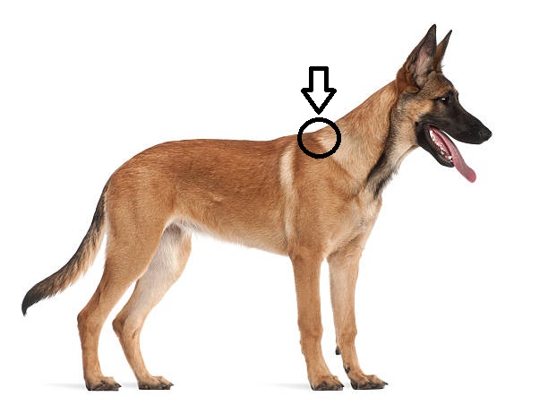 <p>What type of injection is given in the neck fold/scruff?</p>