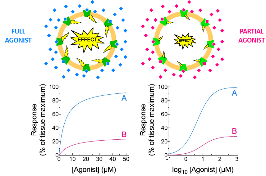 <p>A —— agonist is one that causes a less than maximum possible effect.</p>