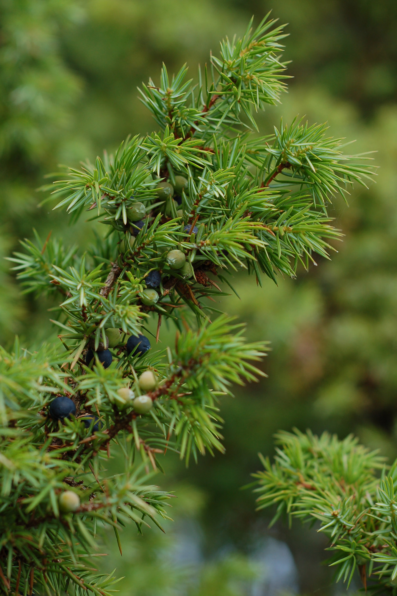 <p>Juniperus communis</p>