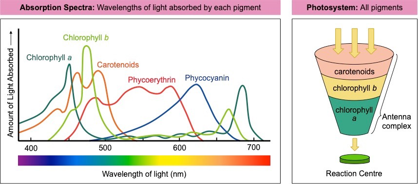 <p>Chlorophyll a is the primary pigment. </p><p>Chlorophyll b and carotenoids are accessory pigments. </p>