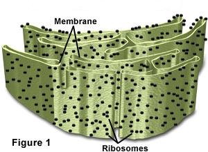 has ribosomes, synthesizes phospholipids for cell membrane