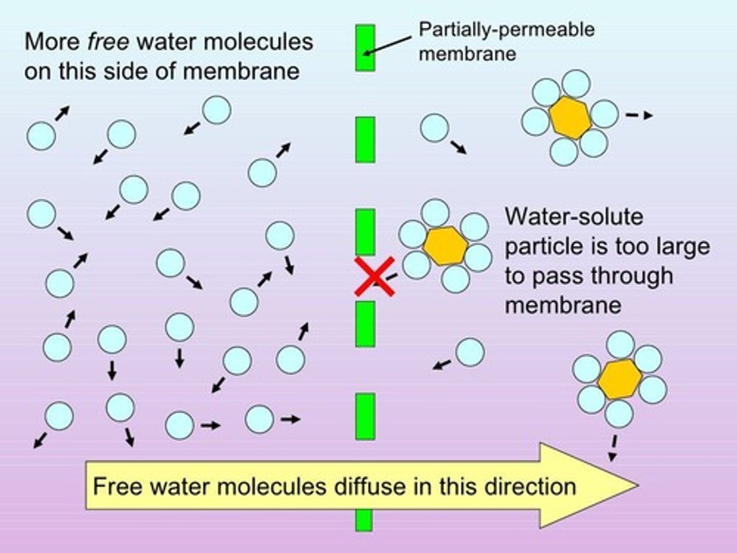 <p>Water moves towards regions of high solute concentration.</p>
