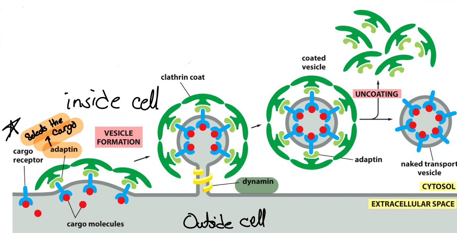 <p><span style="color: var(--clrSquiggleHighlightTextColor,#000000)">Adaptins</span><span> are proteins that play a key role in the process of endocytosis by facilitating the binding of clathrin to specific cargo receptors on the cytoplasmic side of the plasma membrane.&nbsp;&nbsp;</span></p>