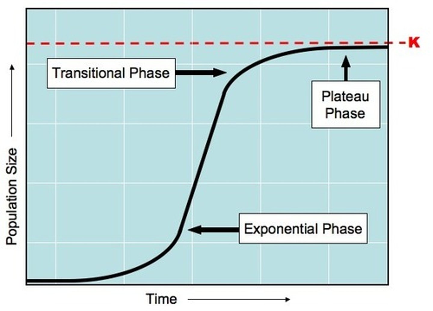 <p>Growth of a population which may be rapid at first, but then levels off at carrying capacity due to limited resources (S-curve)</p>