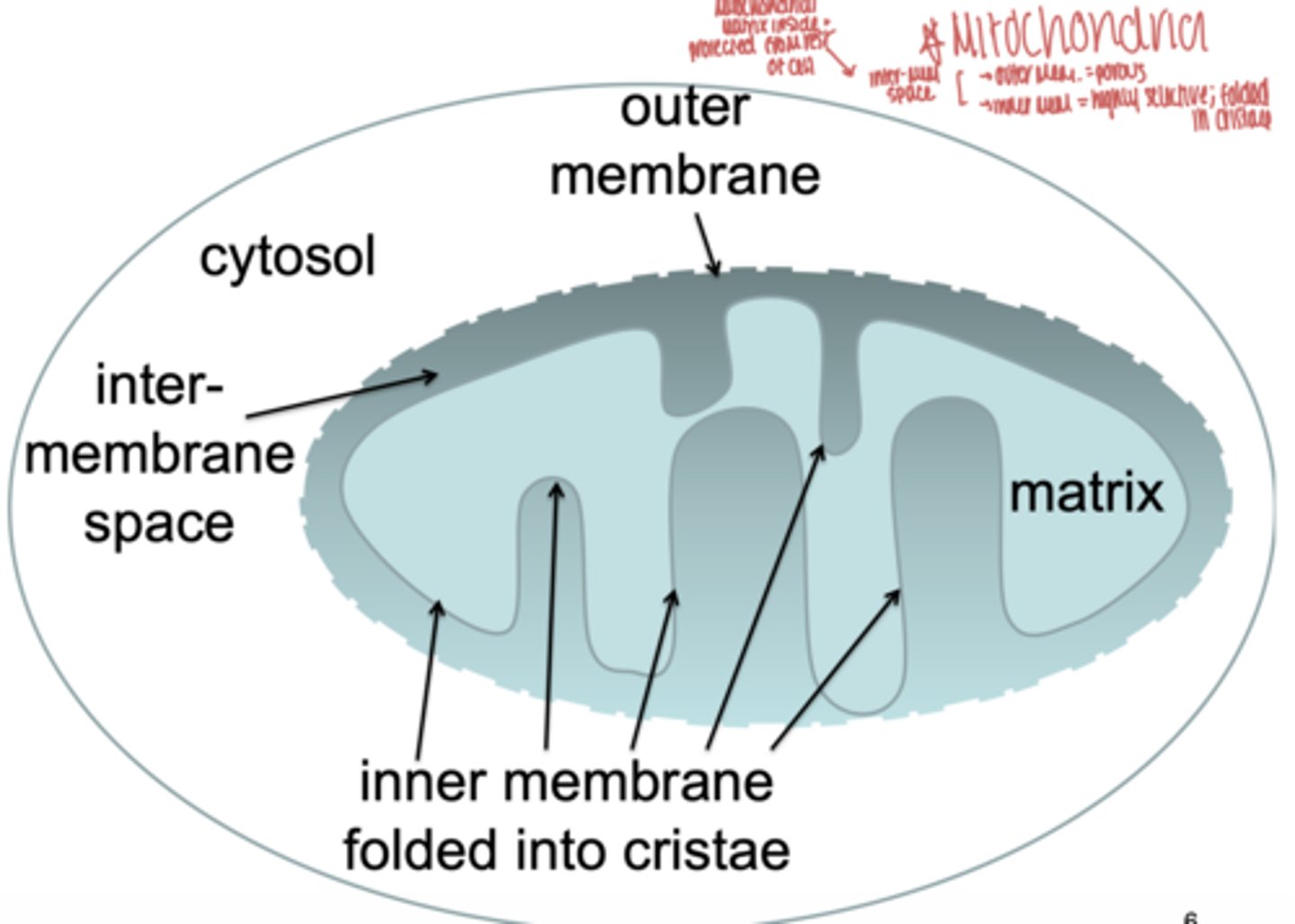 <p>outer membrane</p><p>inner membrane</p><p>intermembrane space</p><p>matrix</p>