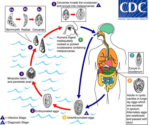 <p>life cycle of?</p>