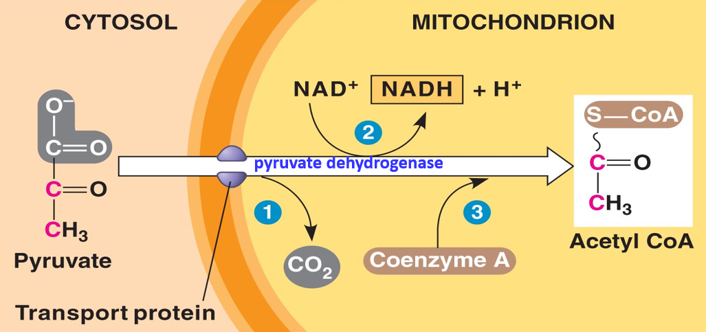 <p><strong>Oxidative decarboxylation</strong></p><ul><li><p>After glycolysis, pyruvate (3C) transported via transport protein into mitochondria</p></li><li><p>In mitochondria, <strong>pyruvate dehydrogenase </strong>requires <strong>coenzyme A</strong> to <strong>convert pyruvate to Acetyl CoA</strong> (2C)</p></li><li><p>CO2 is produced and NAD+ is reduced to NADH</p></li><li><p>Acetyl CoA enters Krebs cycle</p><p>Note: 2x pyruvate → 2NADH = 2x3ATP (ETC) decarboxylation because pyruvate (3C) is converted to acetyl CoA (2C) and lost 1C to form CO2</p></li></ul><p></p>
