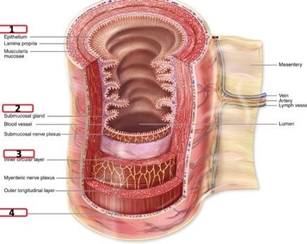 <p>layers of GI tract</p>