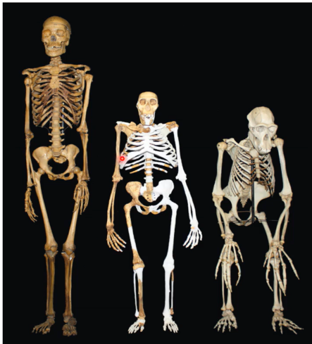 <ul><li><p>structure of collar bone, shoulder blade, and arm</p></li><li><p>shoulder joint point sideways, but in older hominins more upwards</p></li></ul><p></p>