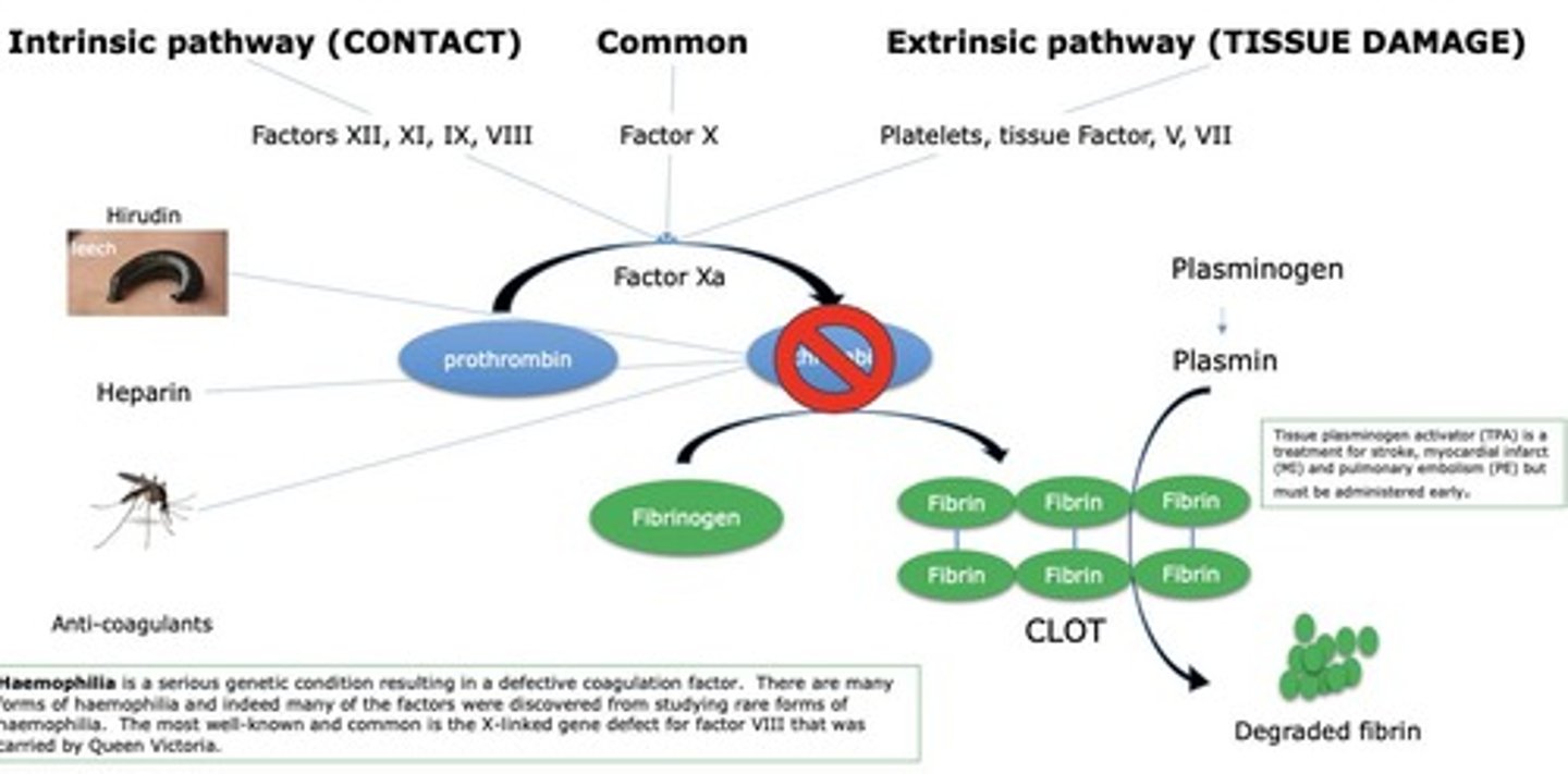 <p>Proteolytic activation process leading to blood clotting.</p>