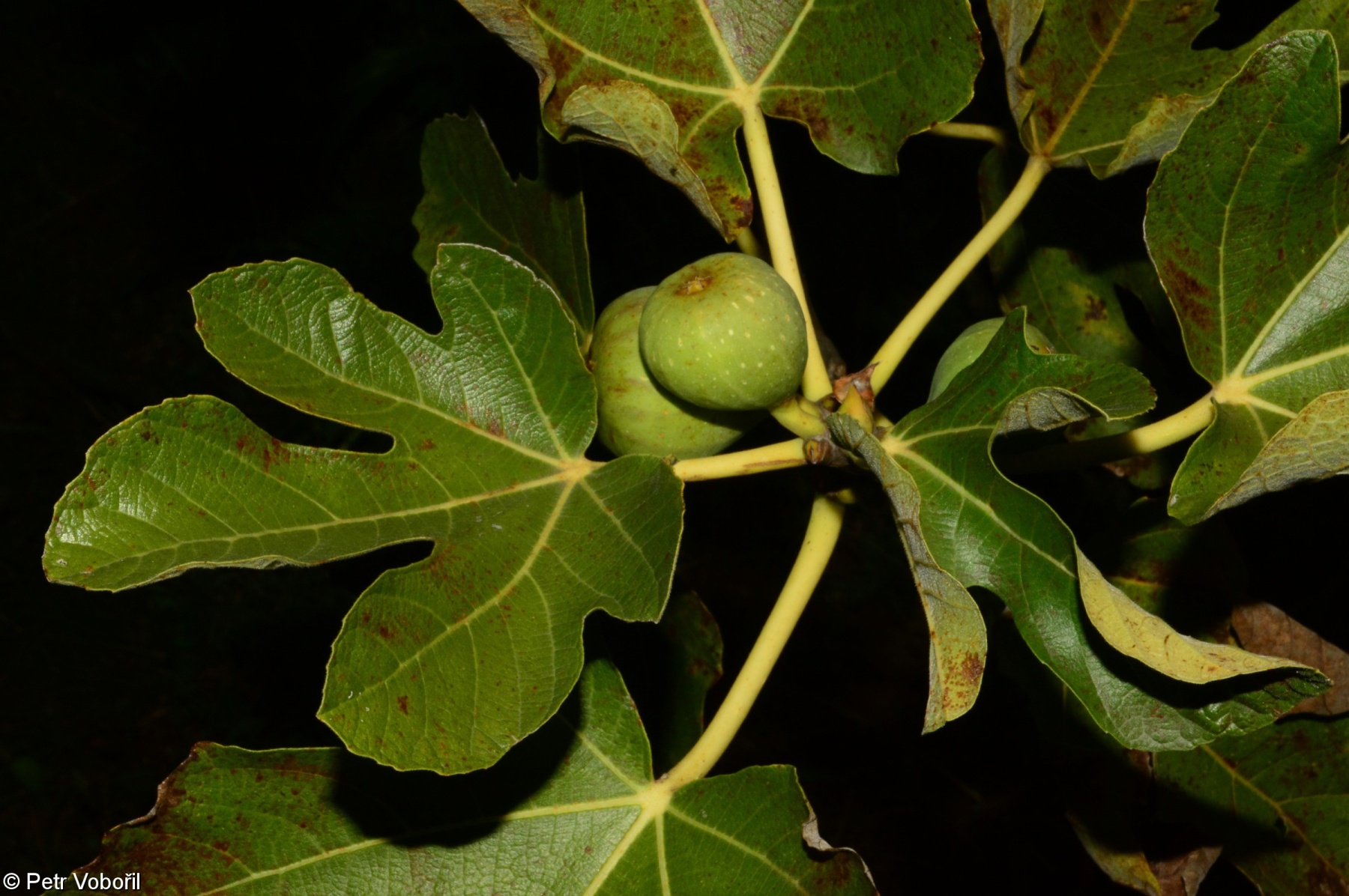 <p>Feigenbaum</p>