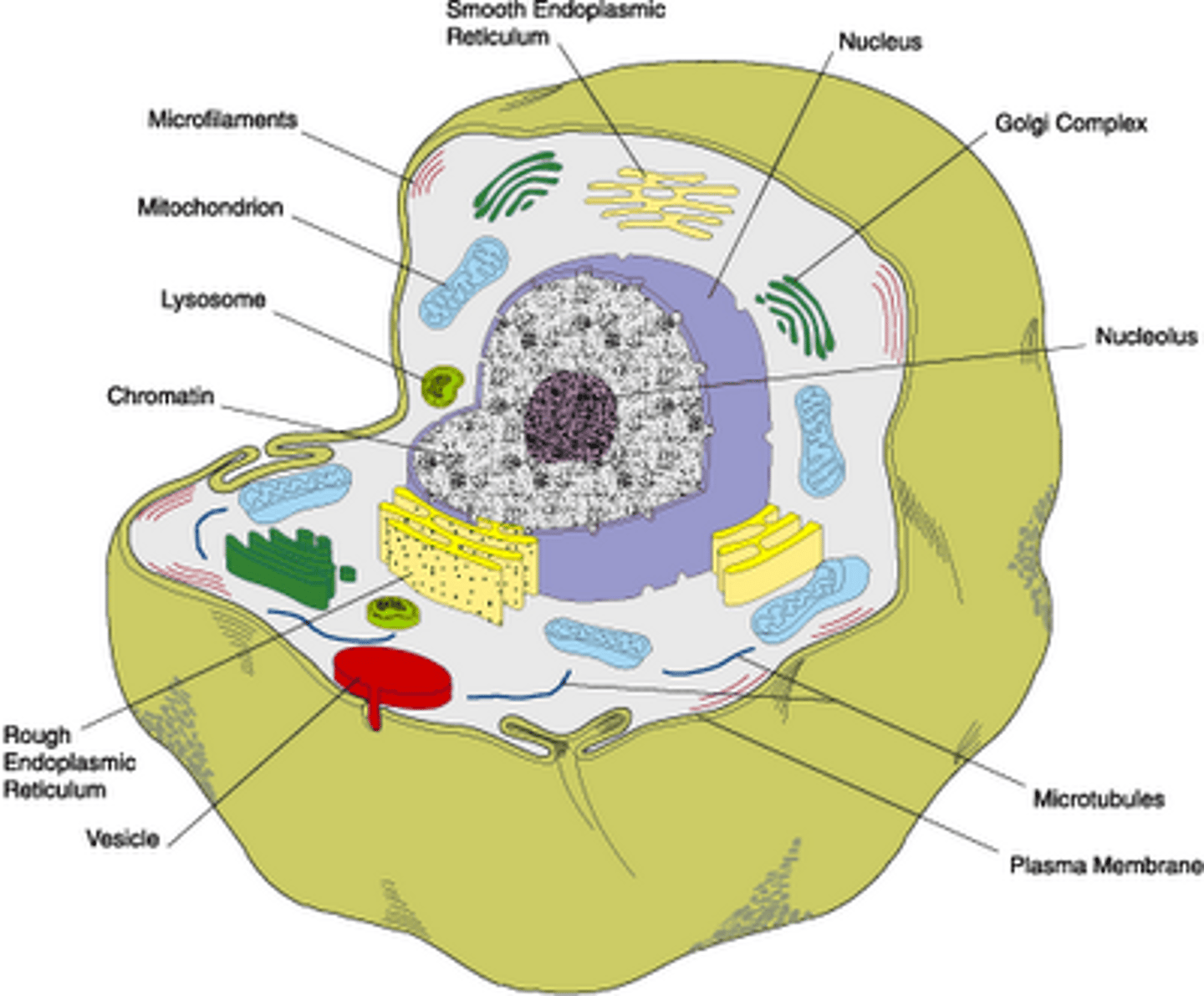 <p>Membrane-bound organelles allow different parts of the cell to perform different functions at the same time</p>