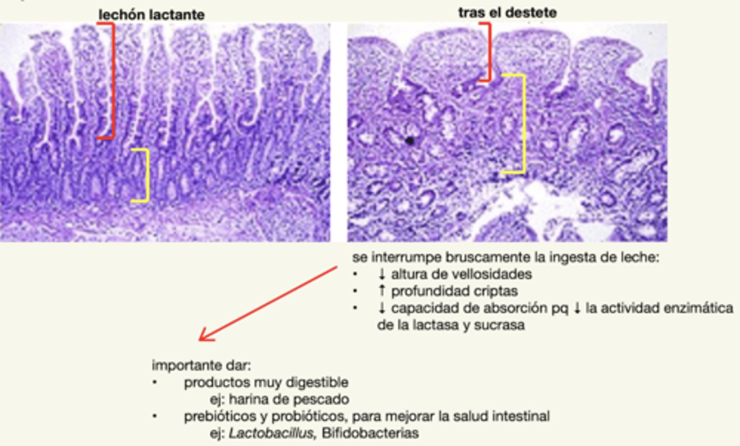 <p>- productos muy digestibles (ej: harina de pescado)</p><p>- pre y probióticos (Lactobacillus, Bifidobacterias)</p>