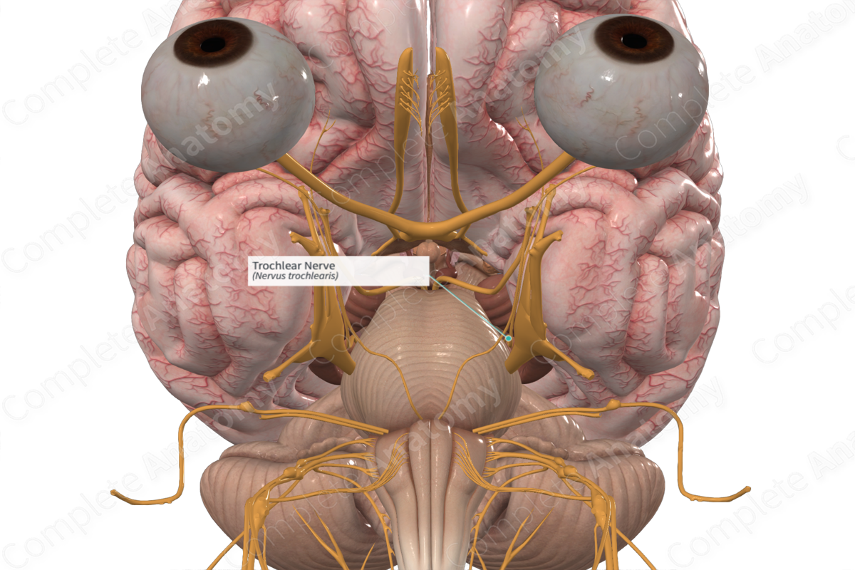 <p>Motor nerve</p><p>Controlling the superior oblique muscle of the eye</p>