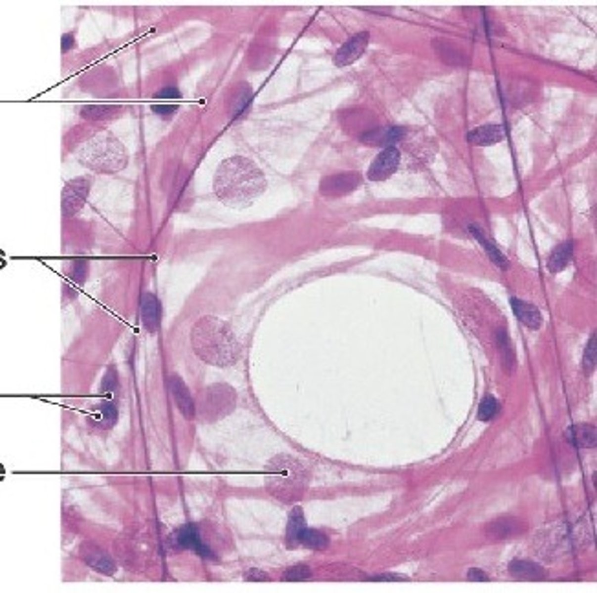 <p>Gel-like matrix with all fiber types; Cells: Fibroblasts, macrophages, mast cells; Function: Wraps/cushions organs; holds fluids; Location: Under epithelium, around capillaries.</p>