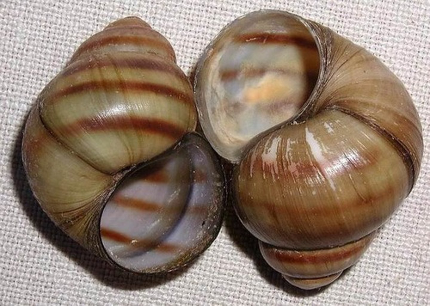 <p>fresh water snails</p>