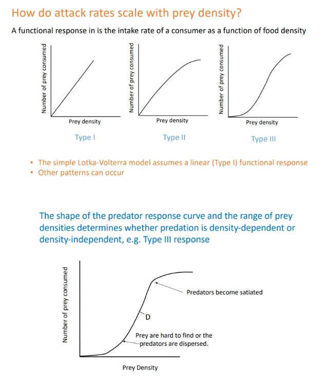<ul><li><p>the model assumes a<strong> linear relationship</strong> (<strong>type I </strong>functional response) between <strong>prey density</strong> and <strong>predator intake rate</strong></p></li><li><p>however <strong>type II</strong> (hyperbolic) or <strong>type III</strong> (s-shaped) patterns can occur</p></li><li><p>at low prey populations, prey are hard to find and dispersed, and at high populations, the predators are satisfied, so a lower gradient is observed</p></li></ul><p></p>