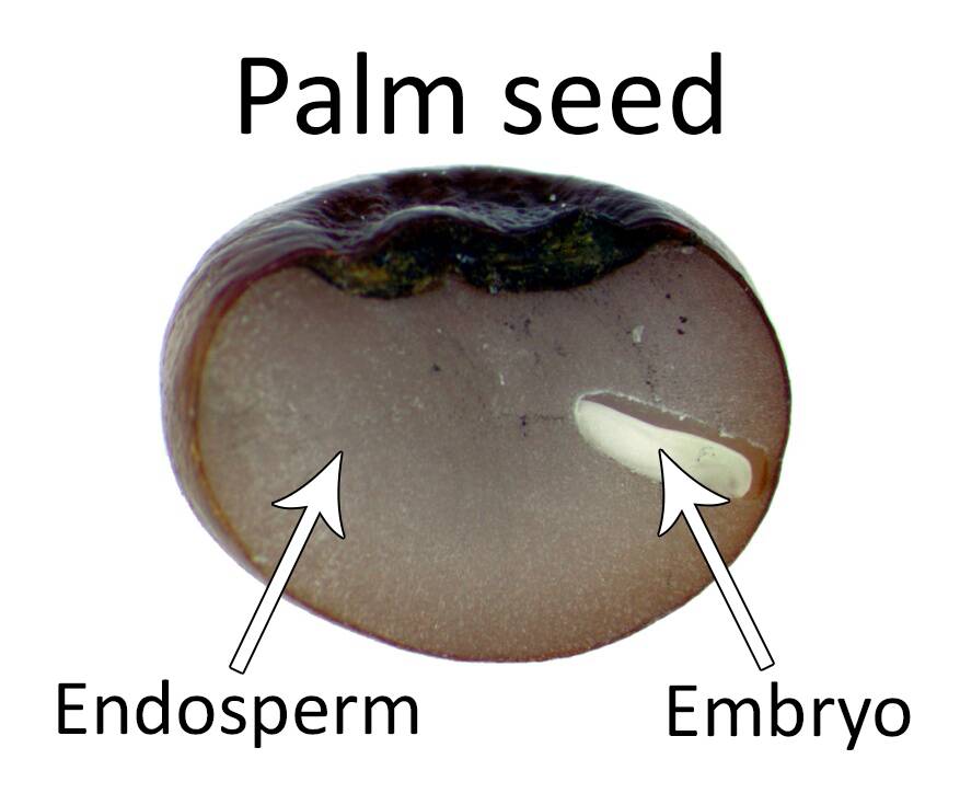 <p>the germ's food supply, provides energy to the young plant so it can grow roots and sprouts. </p><p>Largest portion of the kernel. </p><p>Contains starchy carbohydrates, proteins and small amounts of vitamins and minerals.</p>