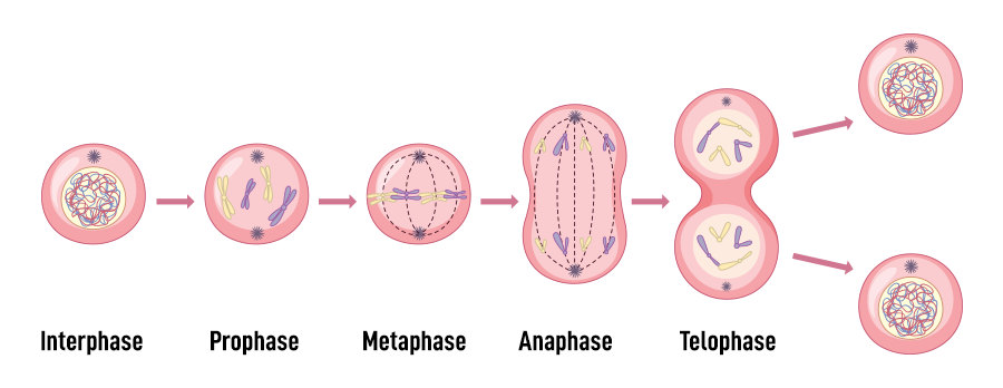 <p>What is mitosis?</p>