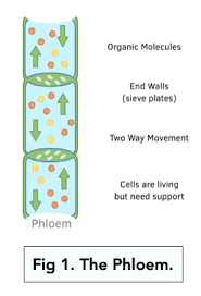 Vessel that helps transport nutrients (hormones, sucrose, etc.) between organs in a plant
