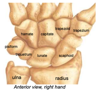 <p>Located at the proximal end of the hand; wrist is very flexible because of the gliding motions at the articulations</p><p>“Straight Line To Pinky, Here Comes The Thumb”</p>