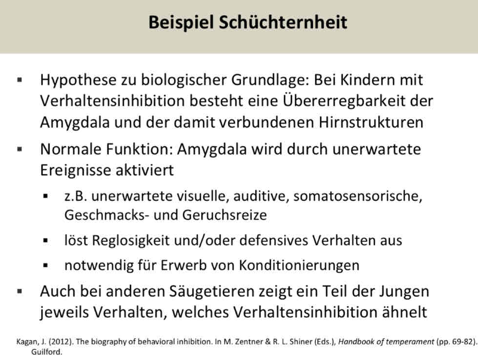 <p>Vorschulalter:</p><ul><li><p>80% der Kinder, die las Säuglinge hoch-reaktiv waren, sind schüchtern und vermeidend</p></li><li><p>jedoch nur 20-30% sind extrem schüchtern und ängstlich</p></li></ul><p></p><p>Erwachsenenalter:</p><ul><li><p>die meisten hoch-reaktiven Säuglinge sind als erwachsene gut angepasst</p></li><li><p style="text-align: center">berichten jedoch subjektiv von Aängsten anspannu und sorgen bei Konfrontation mit unvertrauten Situationen</p></li></ul>