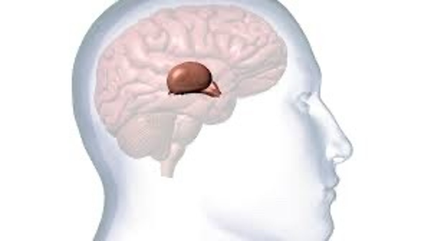 <p>- Claimed it was the "seat" of imagination & common sense</p><p>- Formed the link between body and soul</p>