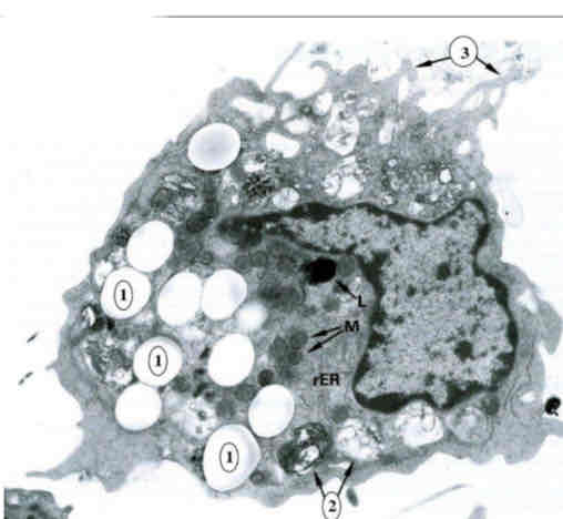 term image