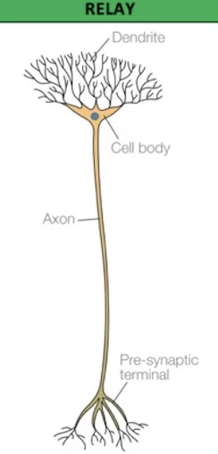 <ul><li><p>allow sensory + motor neurons to communicate </p></li><li><p>Found in brain and spinal cord</p></li></ul><p></p>