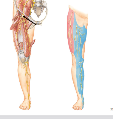 <p>Femoral nerve</p>