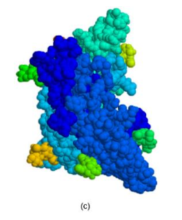 <p>Look at the image. What peptide hormone is this?</p>