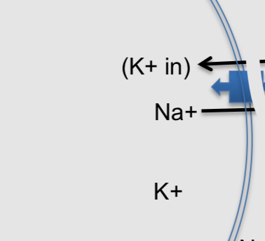 <ul><li><p>It makes the concentration of K+ ions 30 x higher inside the cell than out</p></li><li><p>It makes the concentration of Na+ ions 15x more concentrated outside the cell than inside</p></li><li><p>These concentration gradients never change, they are always constant</p></li></ul><p></p>