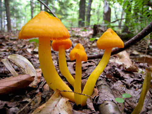 <p>Edible</p>