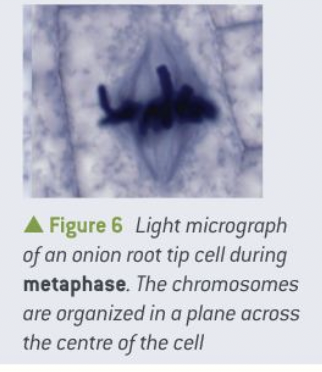 <ol><li><p>the chromosomes are moved by the spindle fibres to form a plane in the centre of the cell, called the metaphase plate, and then held in position. </p></li></ol>