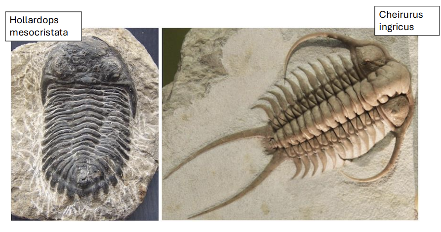 <p>what is a <strong>morphological concept?</strong></p>