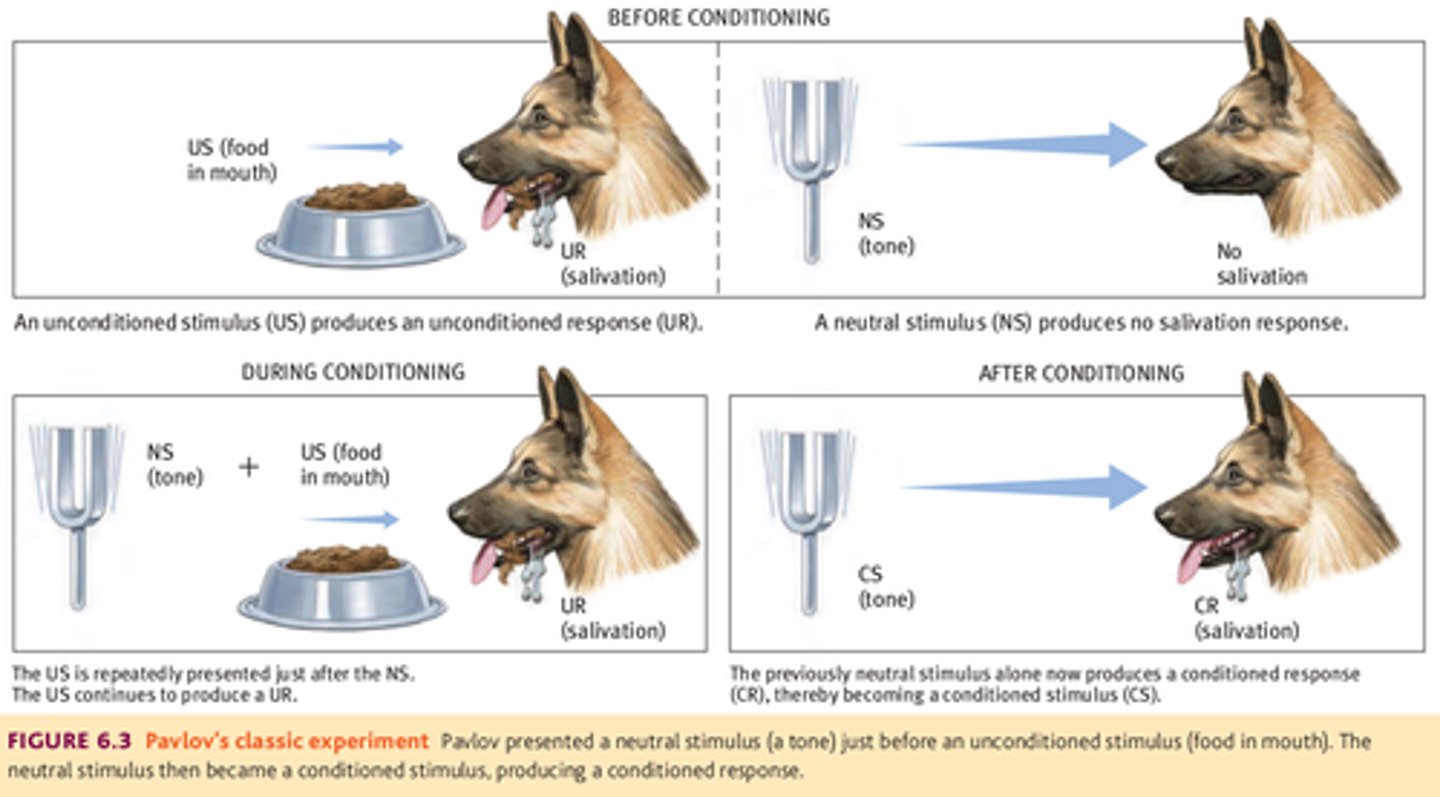 <p>the learned response to a previously neutral (but now conditioned) stimulus</p>