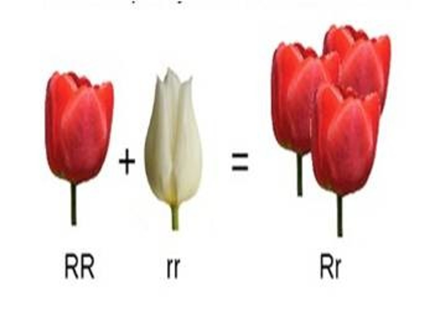 <p>Flower color changes if one allele is present.</p>