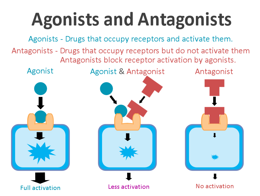 <p>drugs can be agonists and antagonists</p>