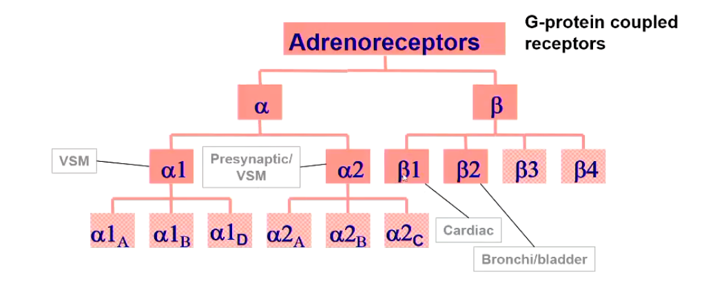 <p>adrenaline, noradrenaline, G-protein coupled receptors</p><ul><li><p>Alpha, Beta</p></li></ul><p></p>