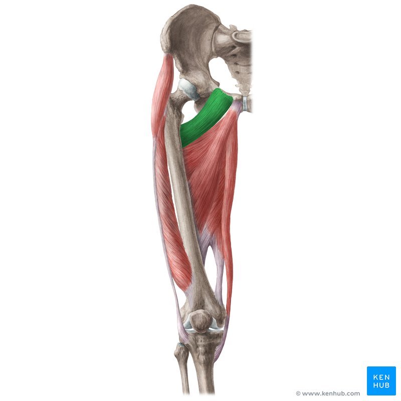 <p>Origin: superior ramus of the pubis</p><p class="has-focus">Insertion: pectineus line of the femur</p>