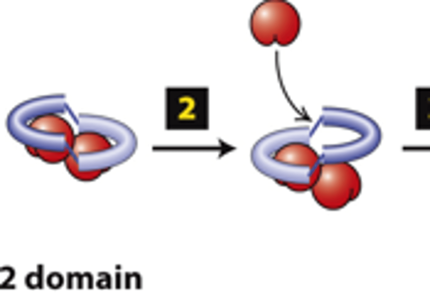 <p>FH2 domains from two formins form a dimer, step 2: One FH2 domain rocks up far enough to allow assembly of one actin subunit onto a protofilament ____________ end</p>