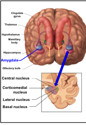 <ul><li><p>Damage to the amygdala interferes with:</p><ul><li><p>Learning of fear responses</p></li><li><p>Retention of previsult learned fear responses</p></li><li><p>Interpreting stimuli with emotional consequences, in particular stimuli that are threatening</p></li></ul></li><li><p>Many of our body’s alarm circuits are grouped together &amp; linked to the amygdala</p></li><li><p>Informs of potential dangers in the environment</p></li></ul><p>Diagram:</p>