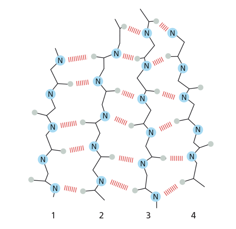 <p><span>Examine the segment of β sheet shown in the figure. Which two neighboring strands are parallel to one another?</span></p>
