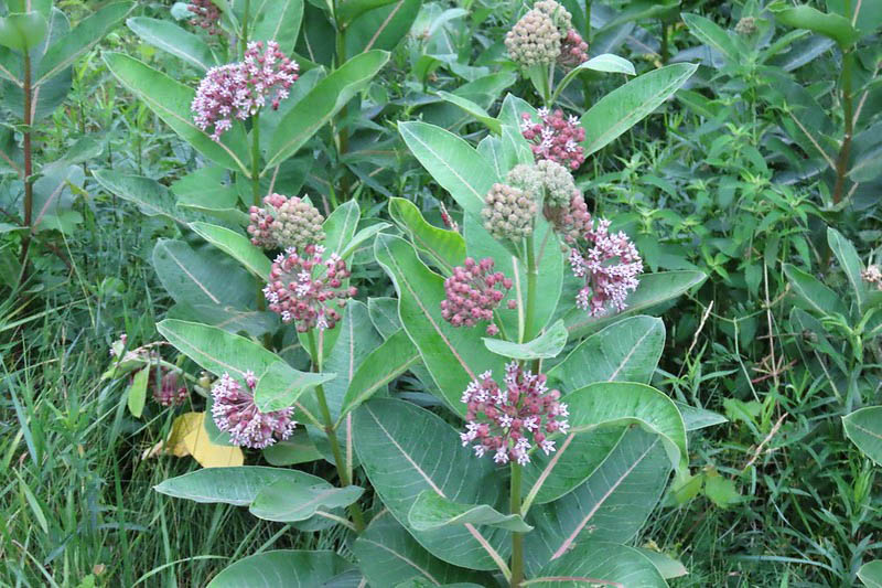 <p>common Milkweed</p>